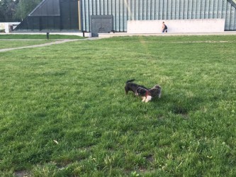 Psy bawiące się na trawniku