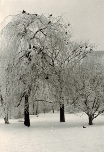 <strong>Ogród Krasińskich</strong>, 1961