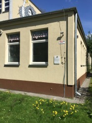 Żonkile posadzone pod