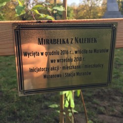 Muranowska mirabelka,
